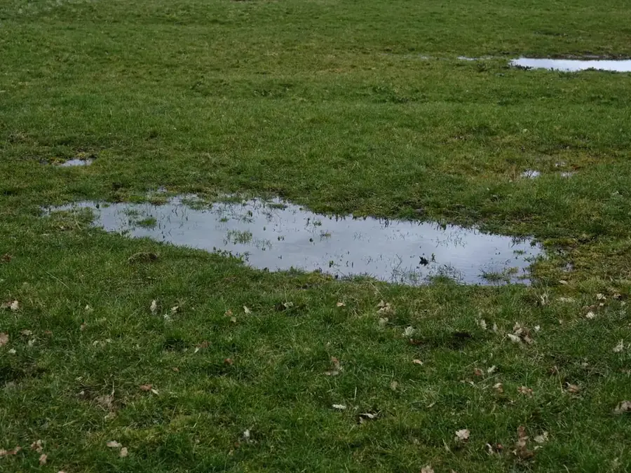 Rainwater ponding in shallow low spots across a residential lawn